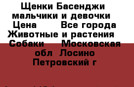 Щенки Басенджи ,мальчики и девочки › Цена ­ 1 - Все города Животные и растения » Собаки   . Московская обл.,Лосино-Петровский г.